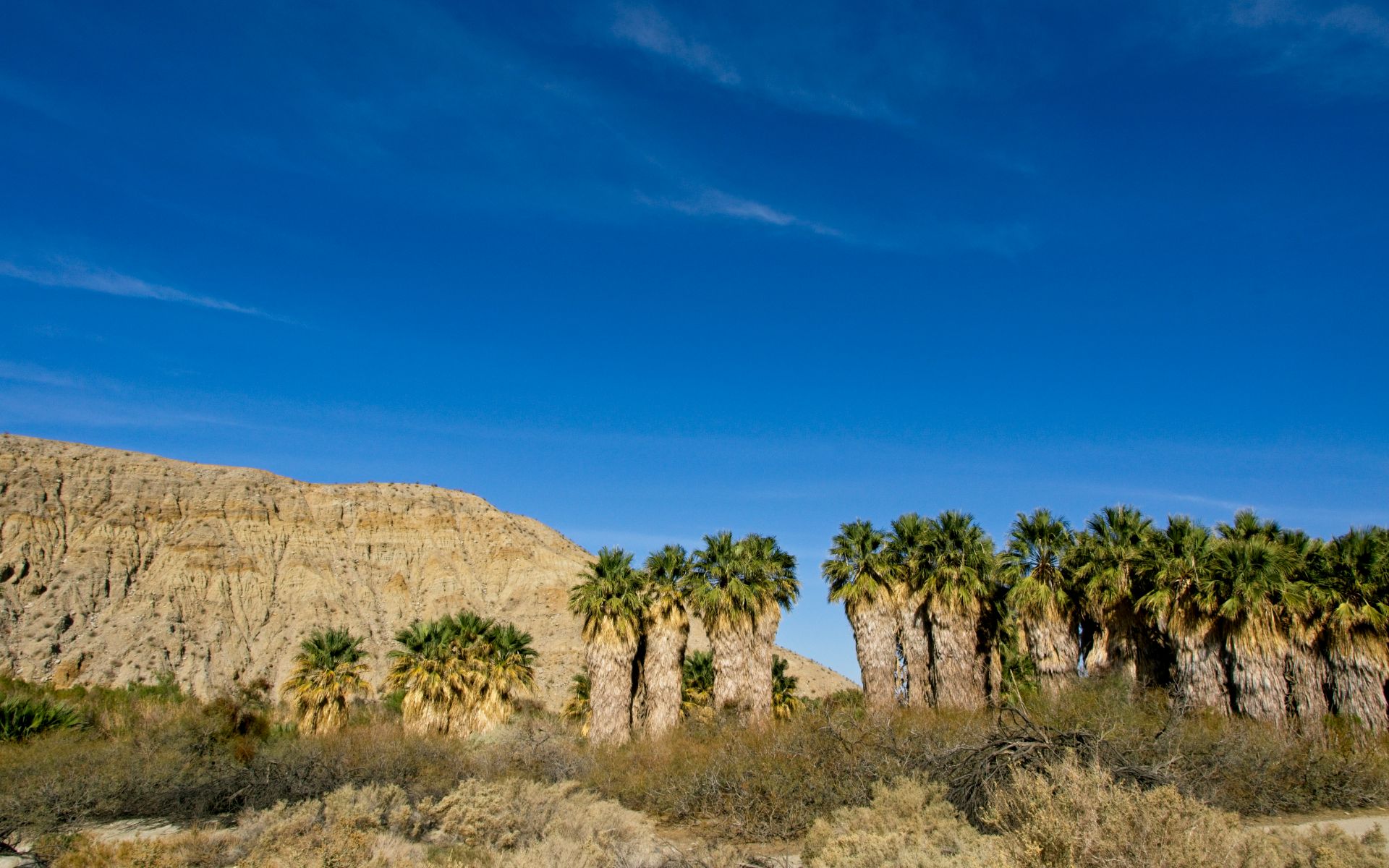 Thousand Palms