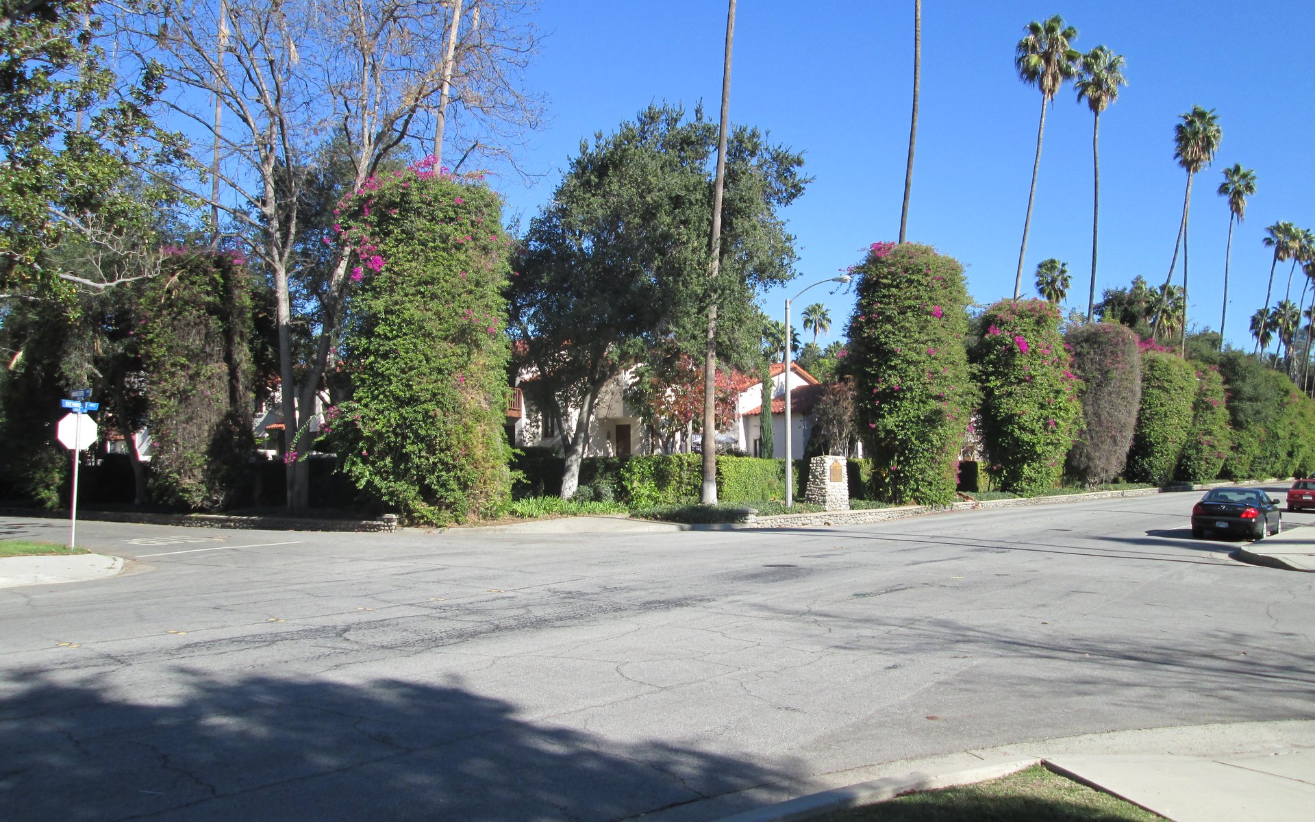 Glendora Bougainvillea growing along a residential streetscape