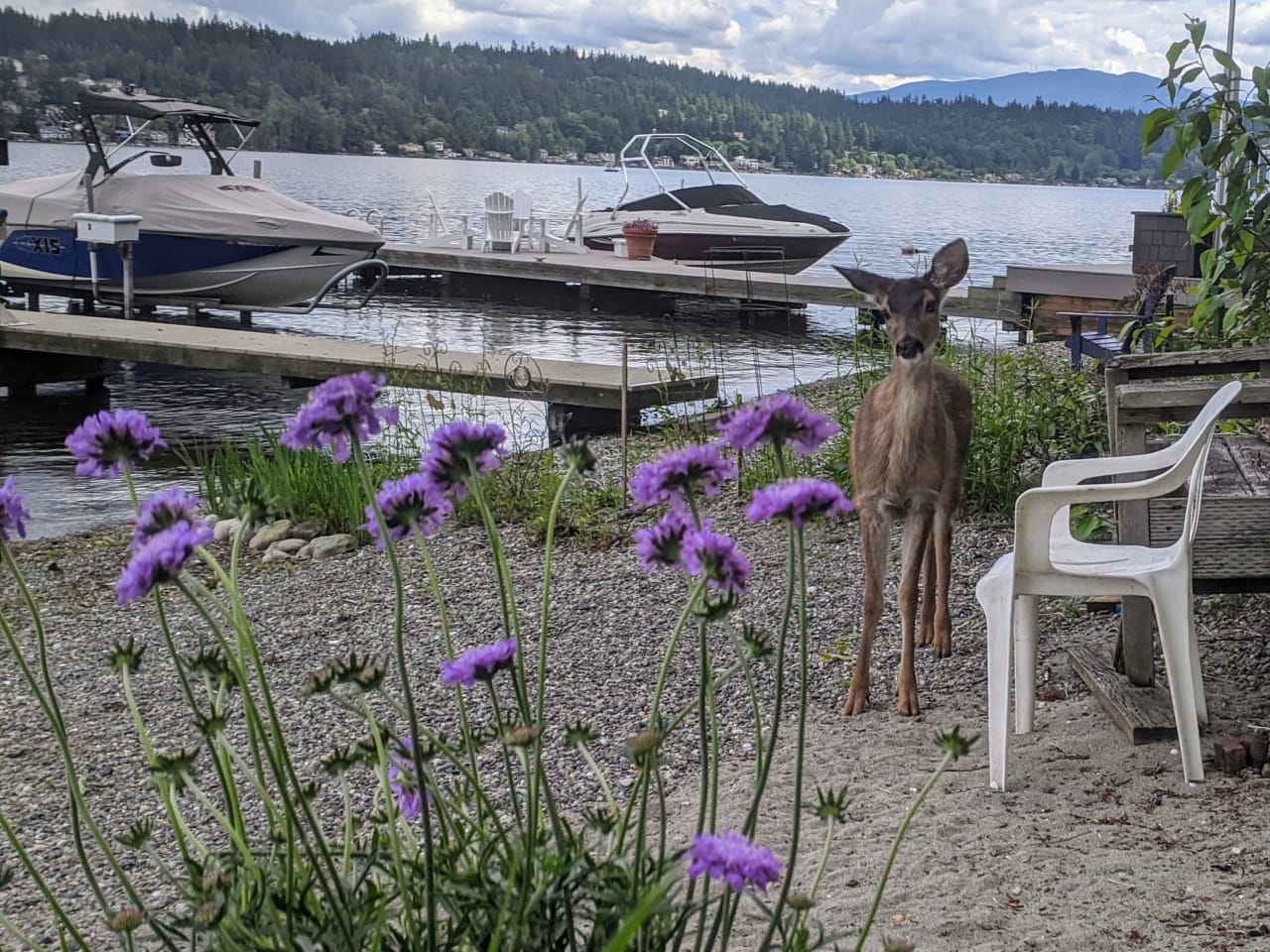 A deer standing on the shore of a lake with purple flowers and boats in the background