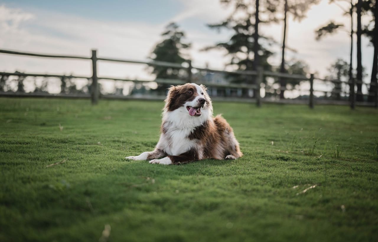 A playful dog sprawls on a vibrant green field, enjoying the sun's warm embrace.