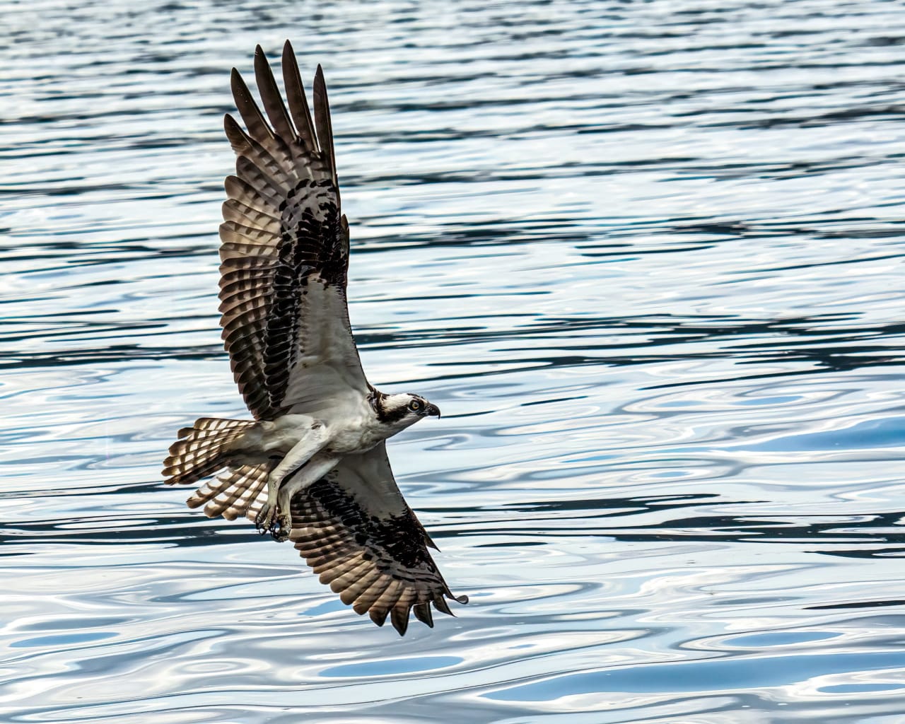 A male osprey flying over a body of water