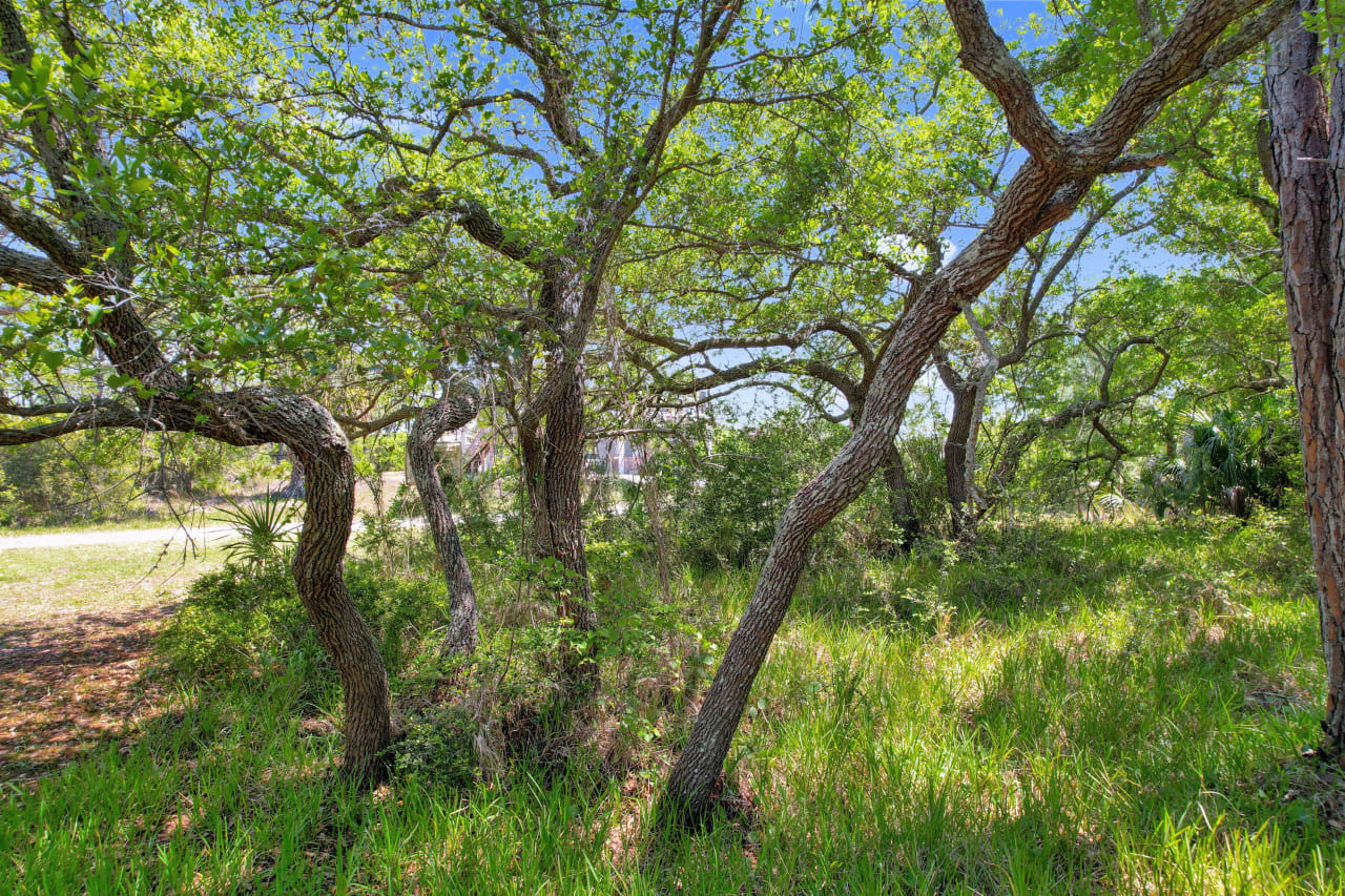 Another ground-level view of a wooded area with trees and grass.