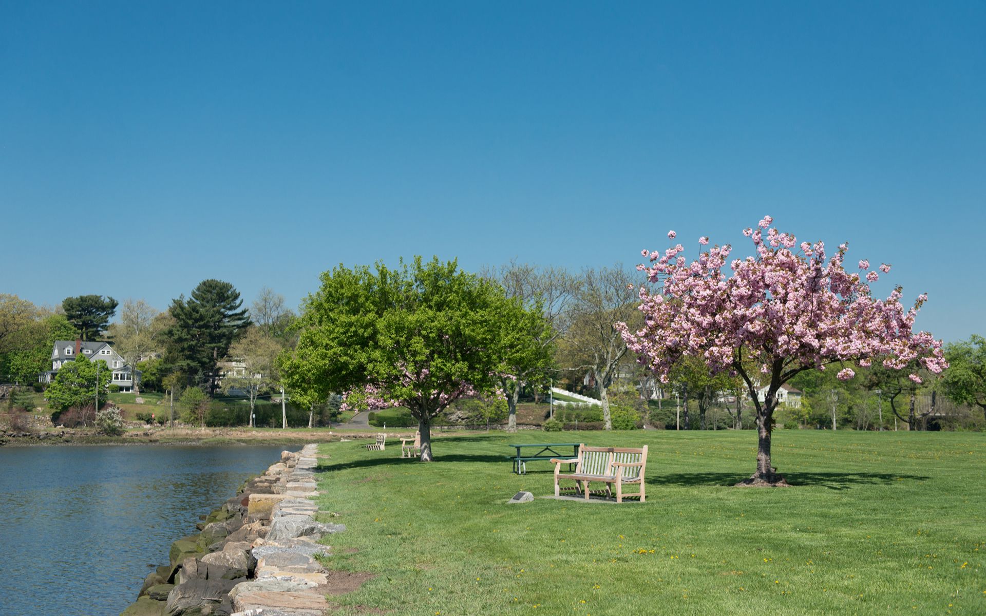 Magnolias on the Avenue, dogwoods in the backcountry
