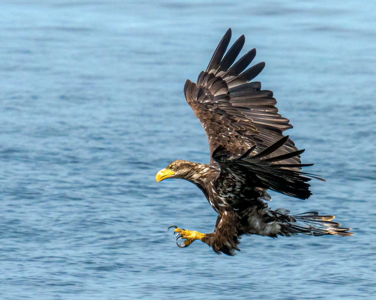 bald eagle flying near the lake clenching its claw