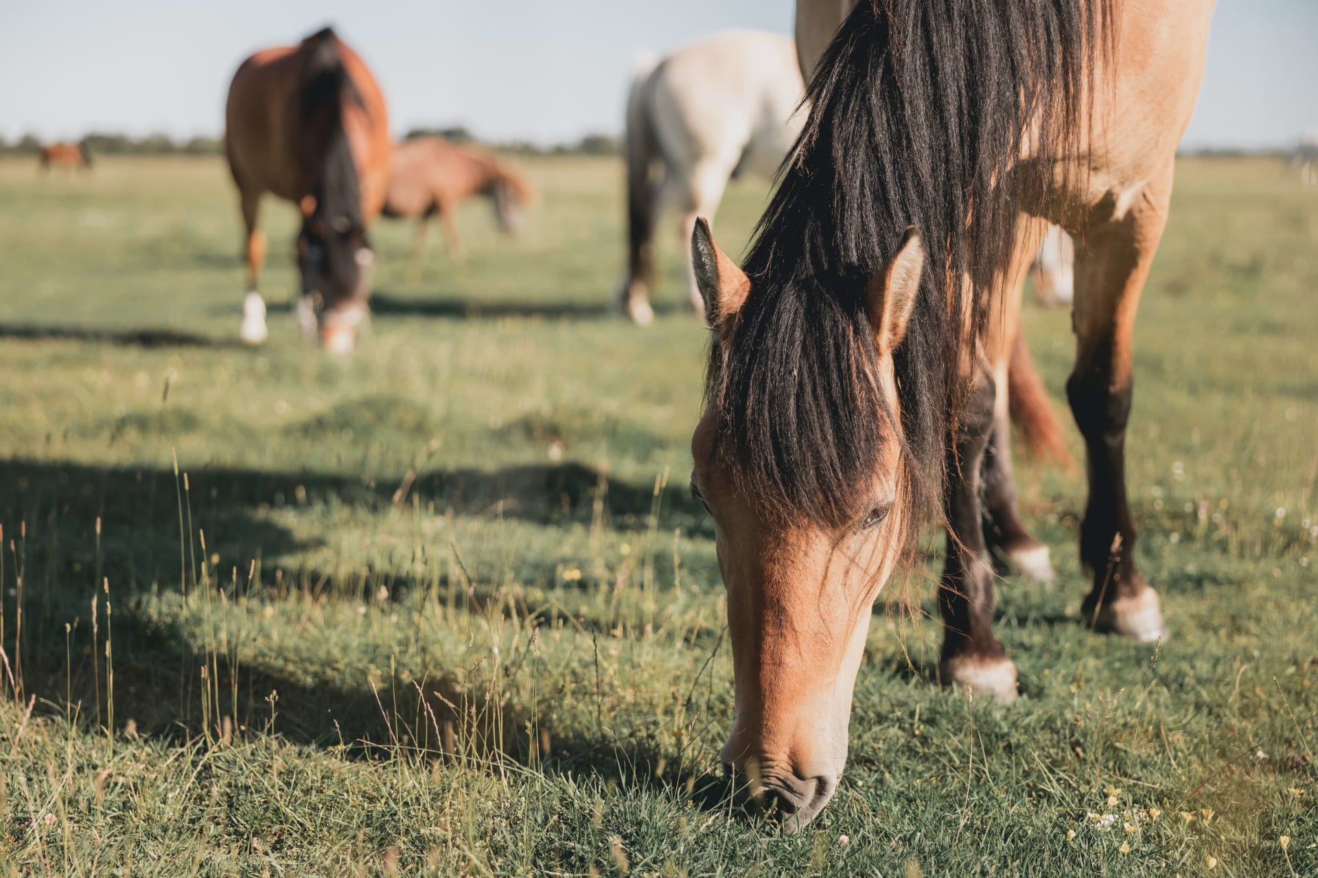 RANCH/EQUESTRIAN PROPERTIES