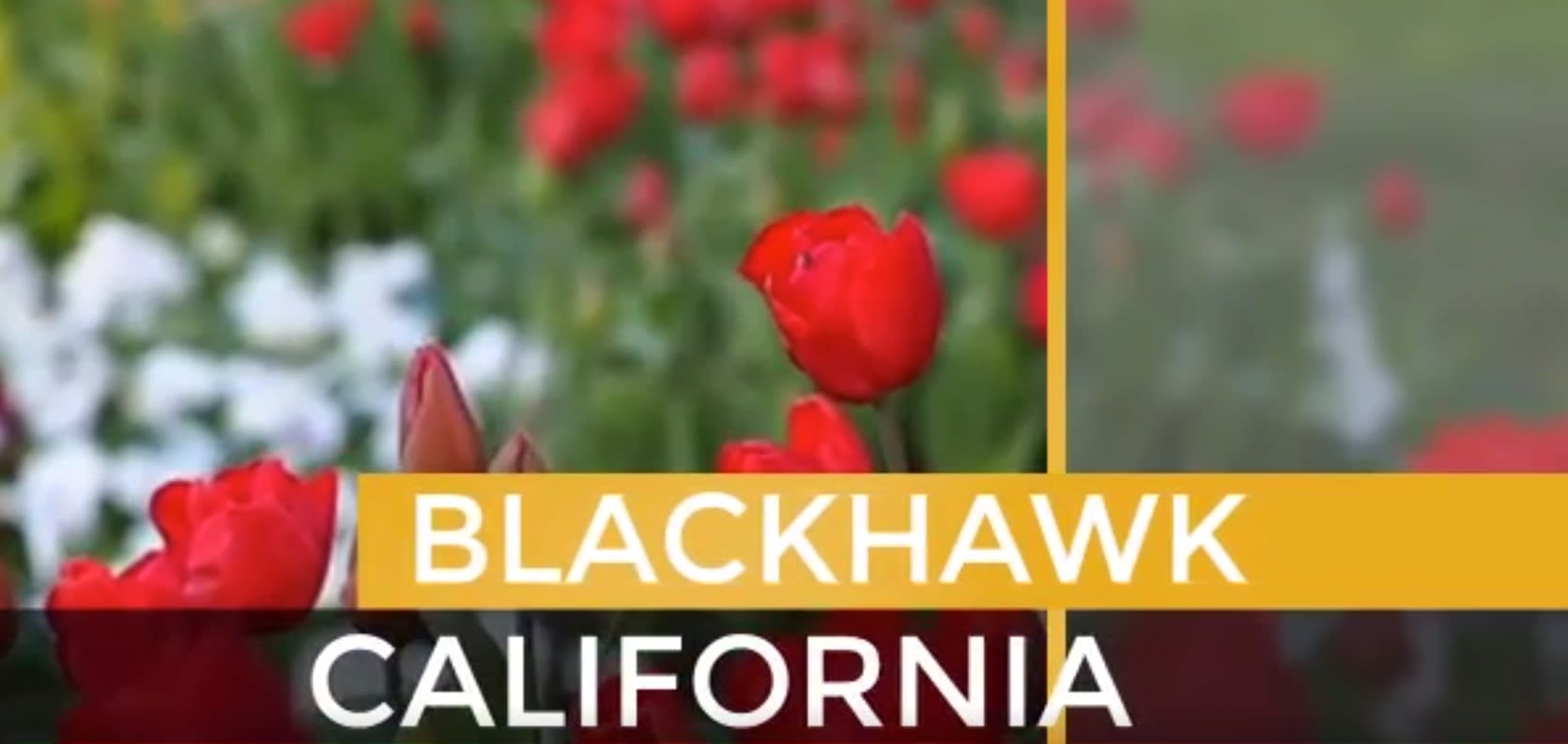 Blackhawk