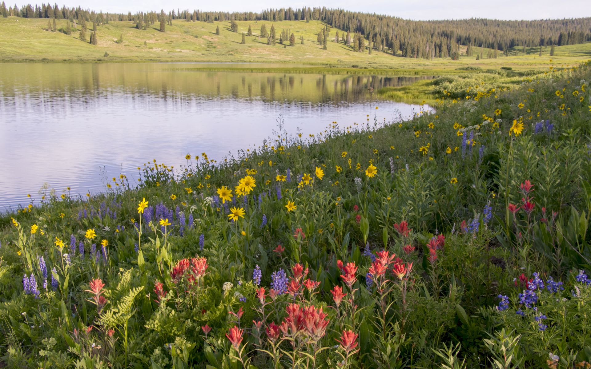 South Routt Real Estate & Homes For Sale - Adrienne Stroock
