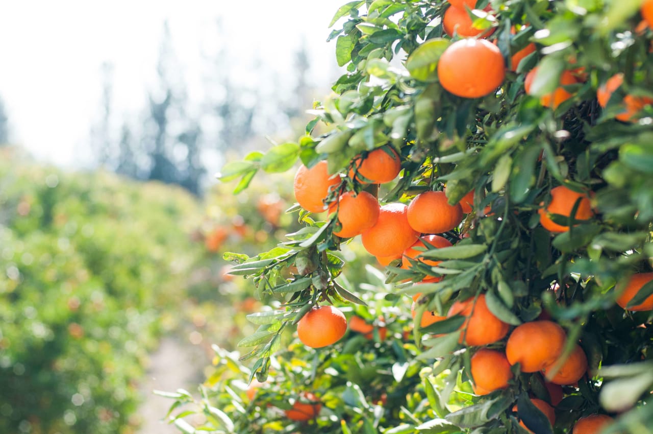 Citrus grove near luxury homes in Arcadia, Arizona