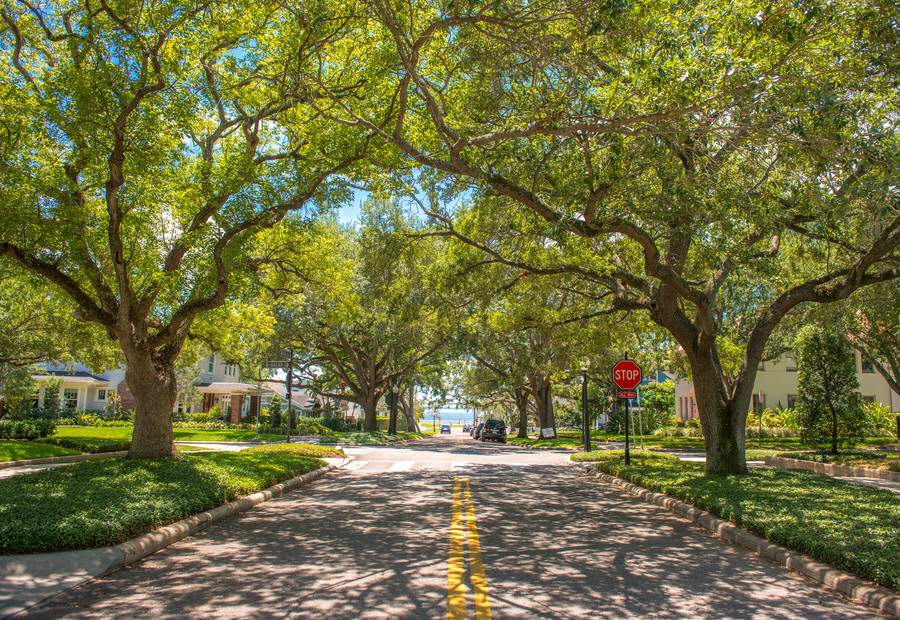 Oak-canopy residential street in South Tampa leading toward the water, with historic homes on both sides.