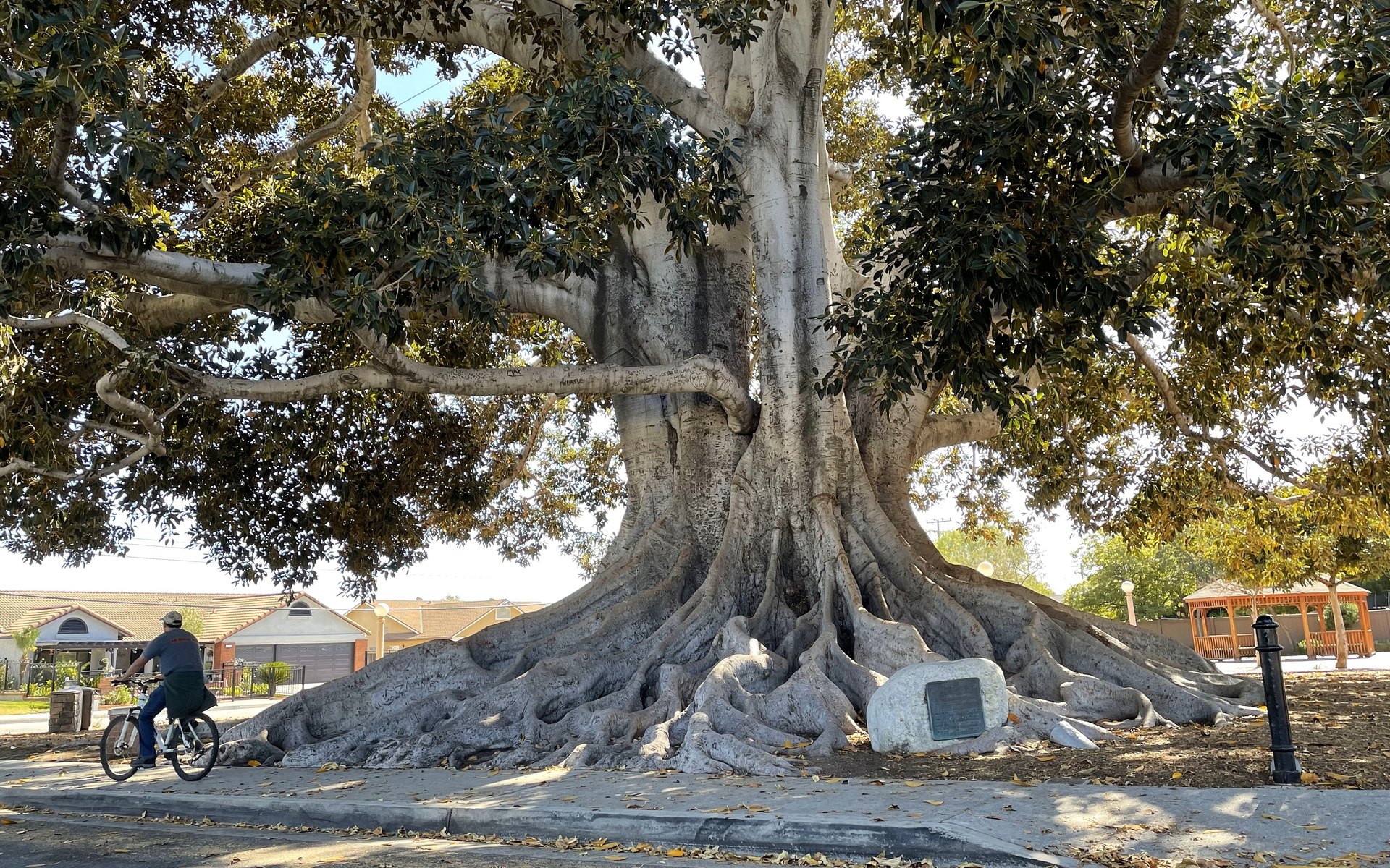 Moreton Bay fig tree in Big Tree Park, Glendora, photographed June 2022
