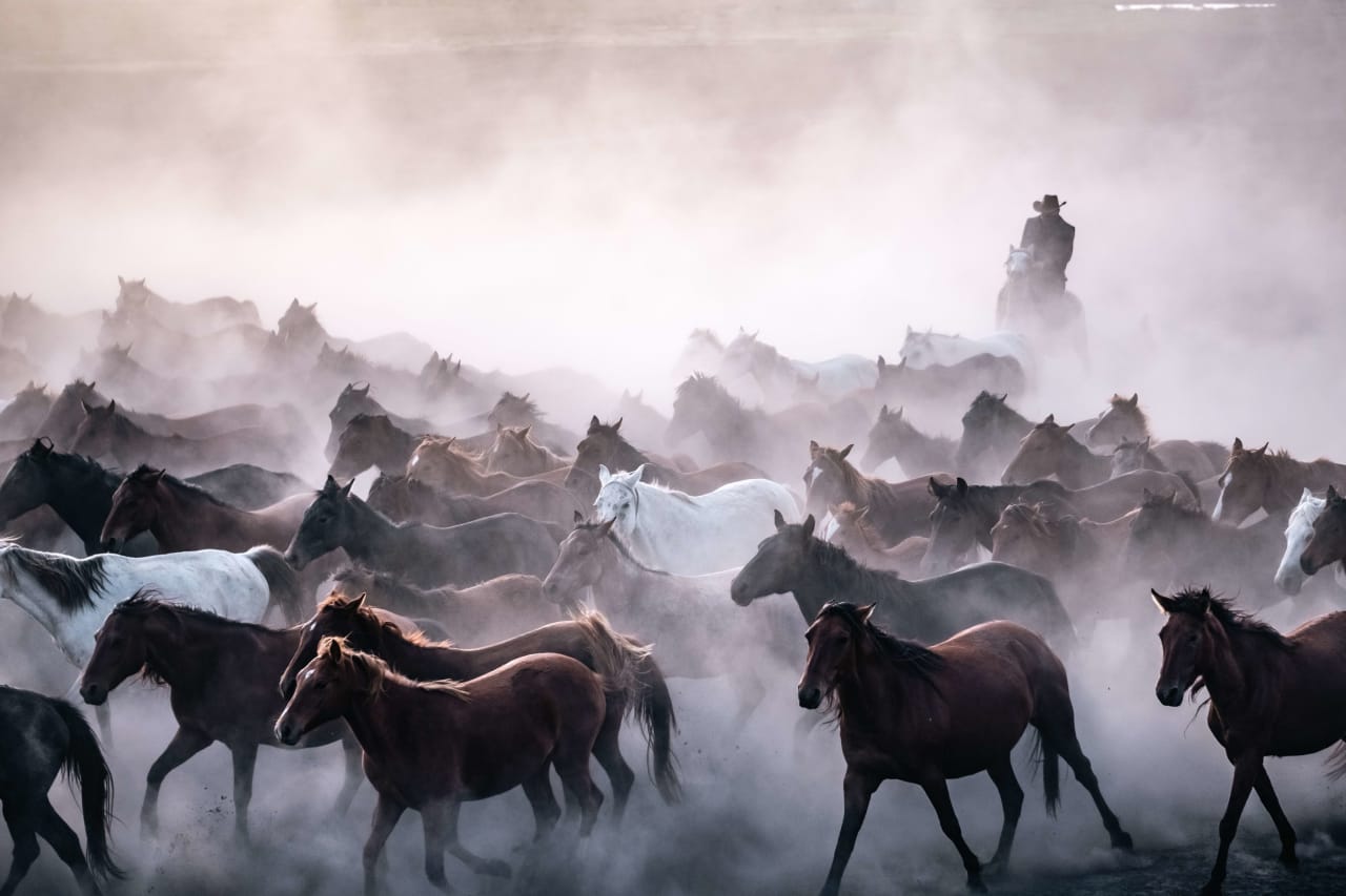 Wild horses running at Continental Mountain Estates