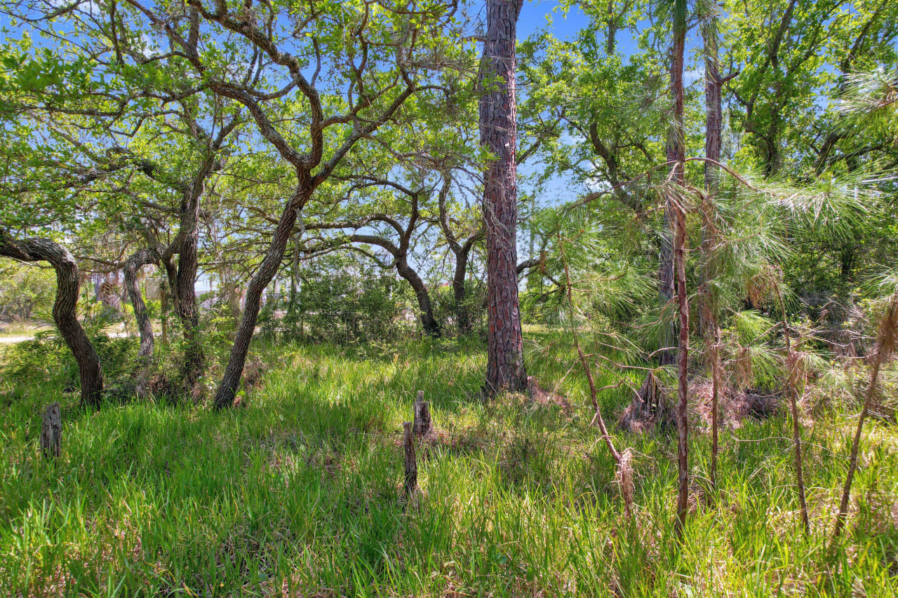 A ground-level view of a wooded area with trees and greenery.