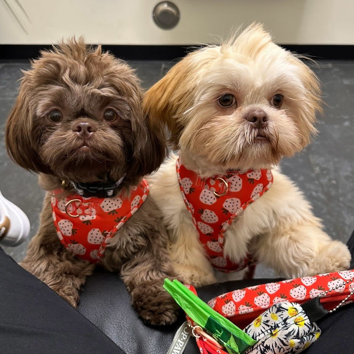 Two small dogs wearing matching strawberry harnesses looking up.