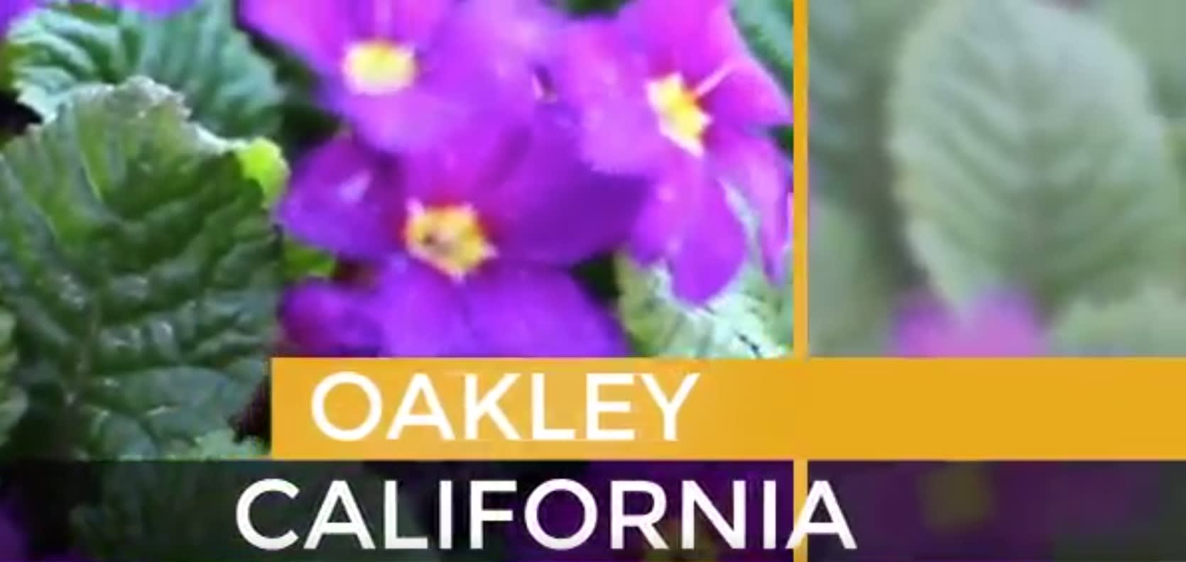 Oakley