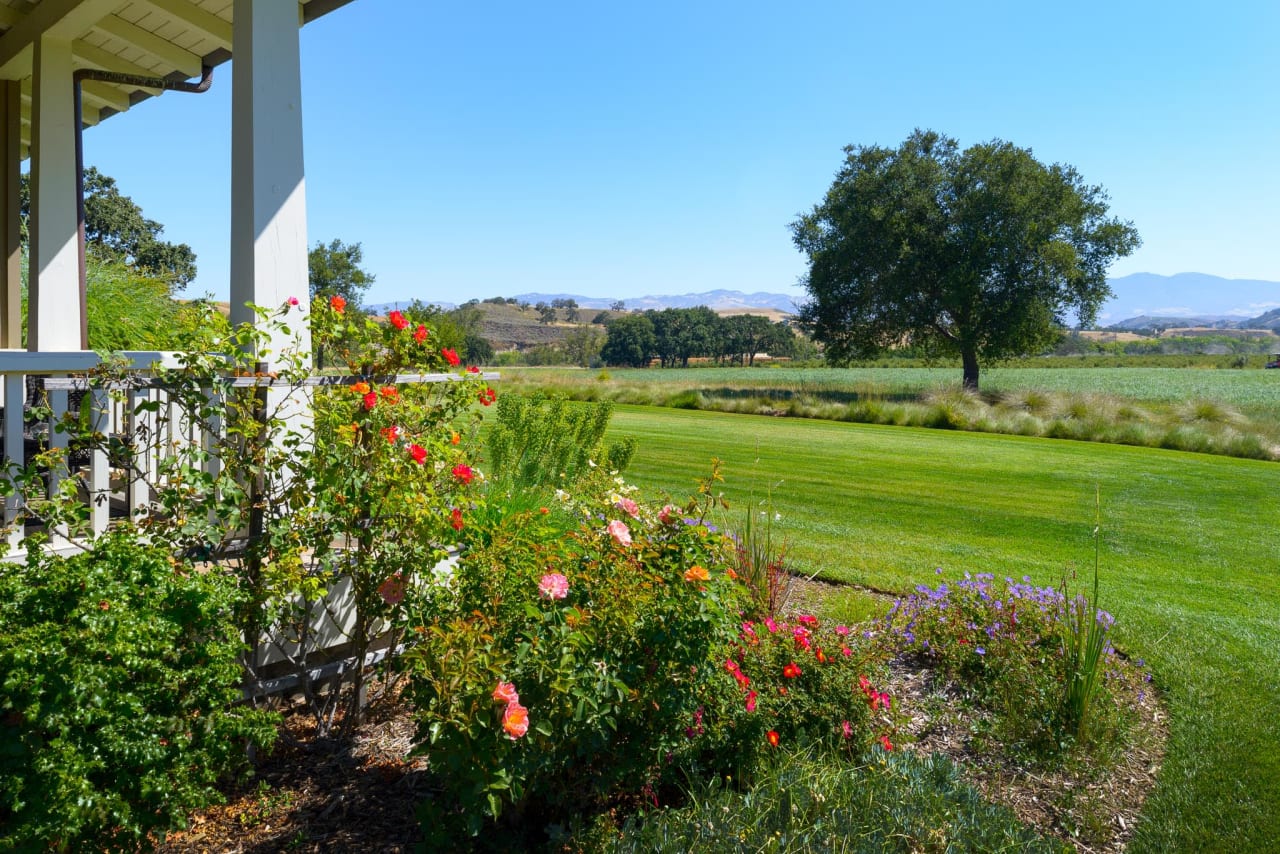 A wooden fence in the foreground with vibrant red roses