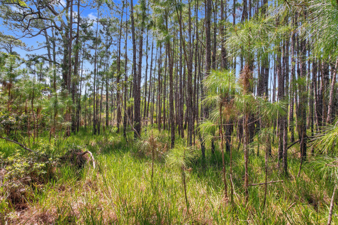 A ground-level view of a forested area with trees and underbrush.