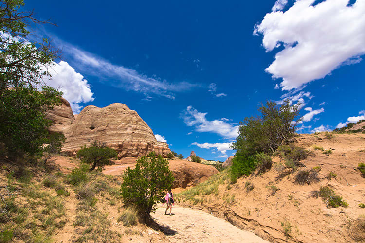 A woman standing on a desert trail with cacti and shrubs scattered around.