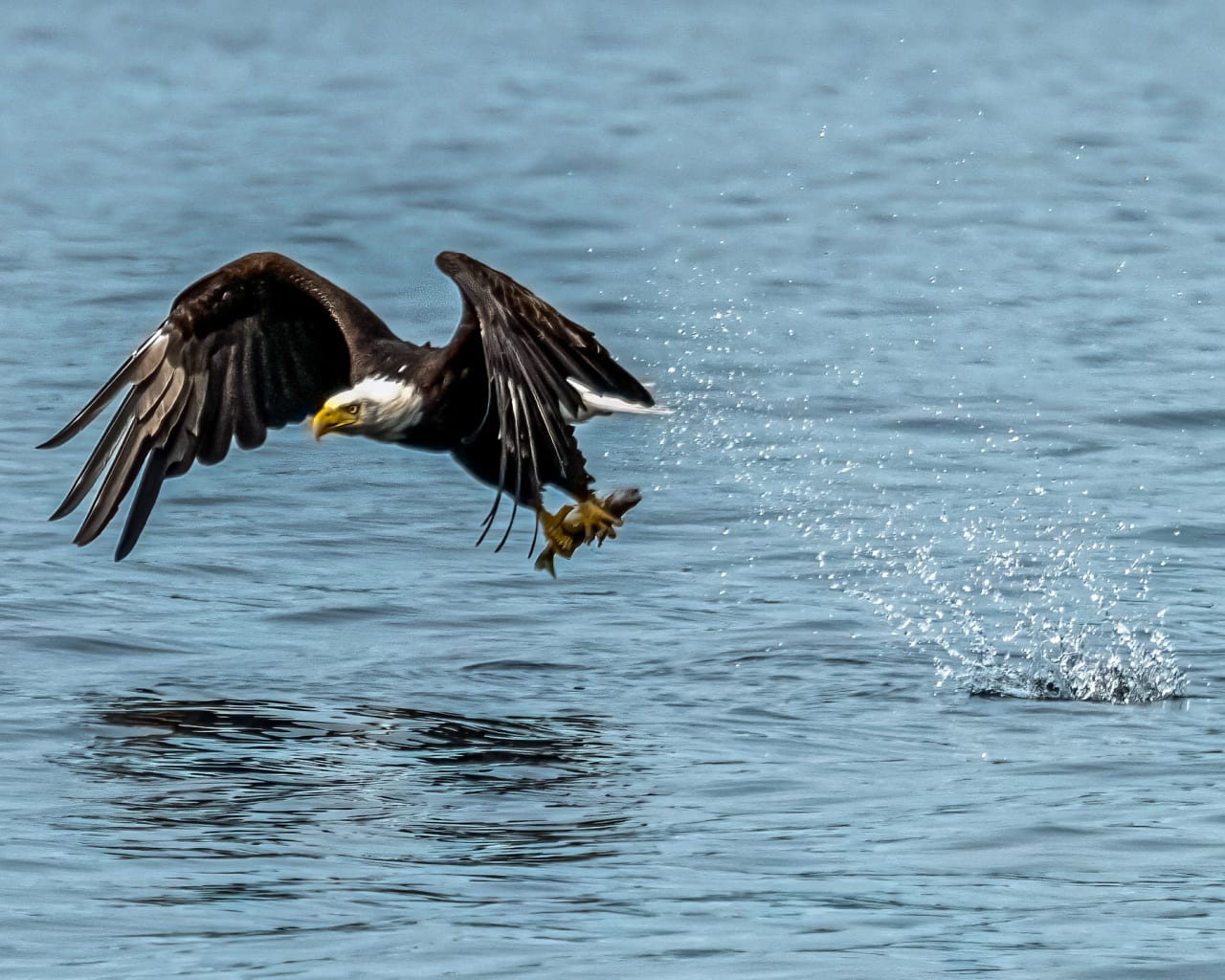 A bald eagle soaring over a lake