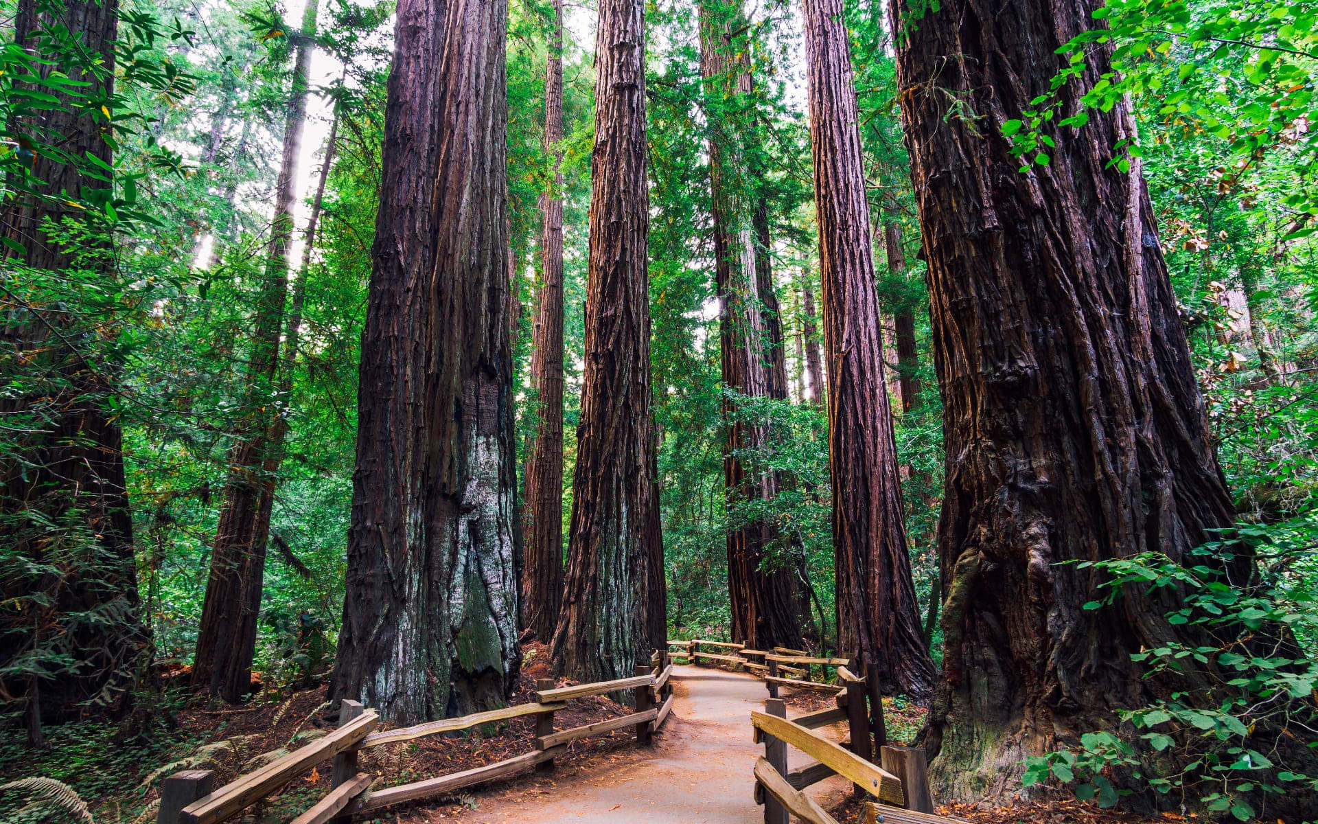 Muir Woods
