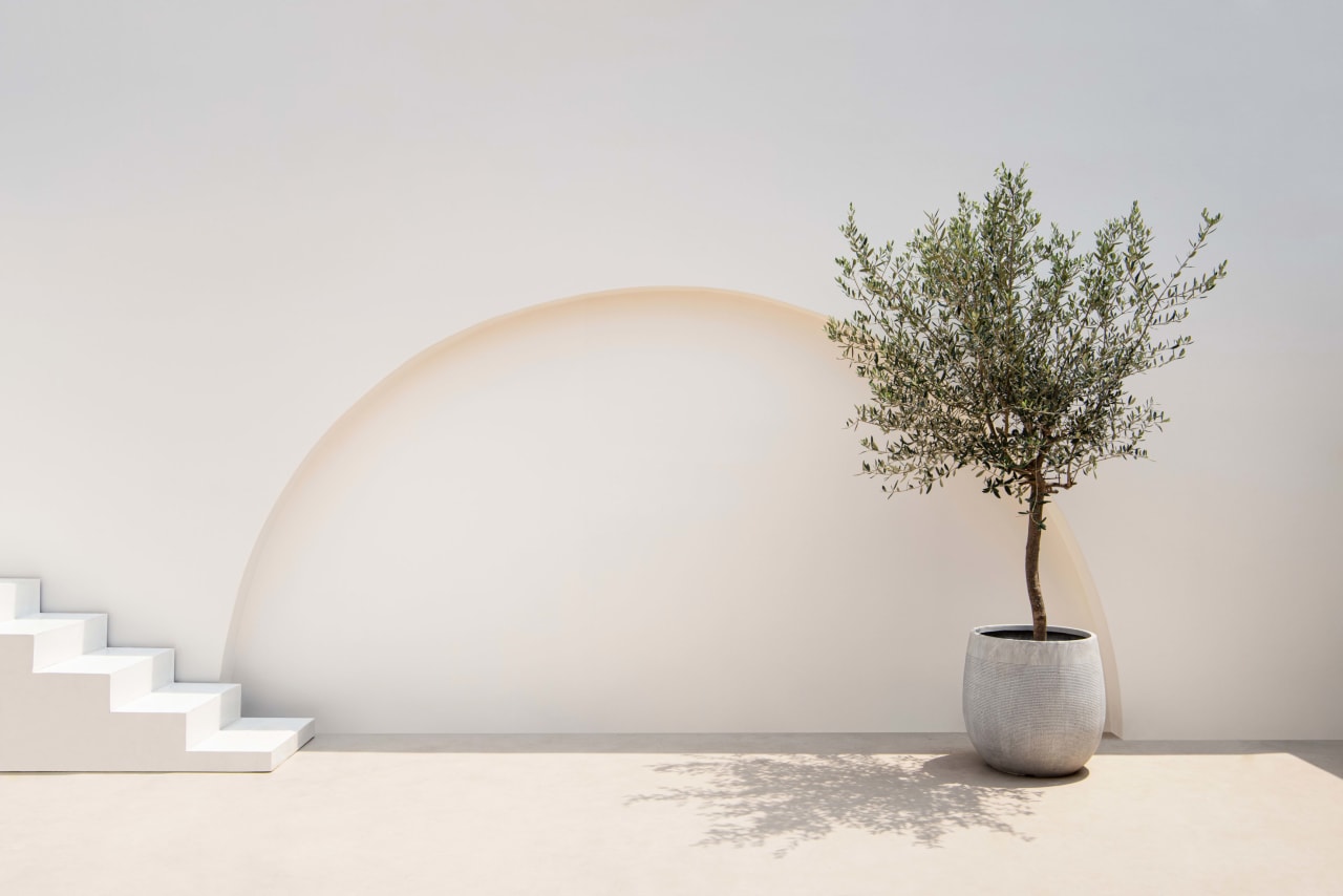 A small olive tree in a pot sitting in front of a white wall.