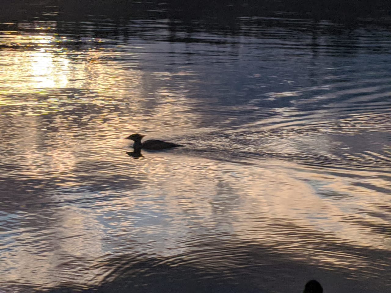 a duck swimming on a calm lake 