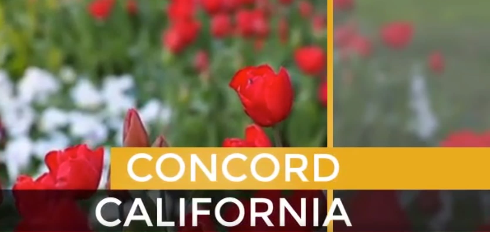 Concord