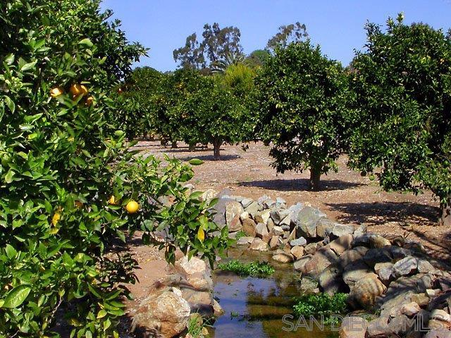 Orange Groves