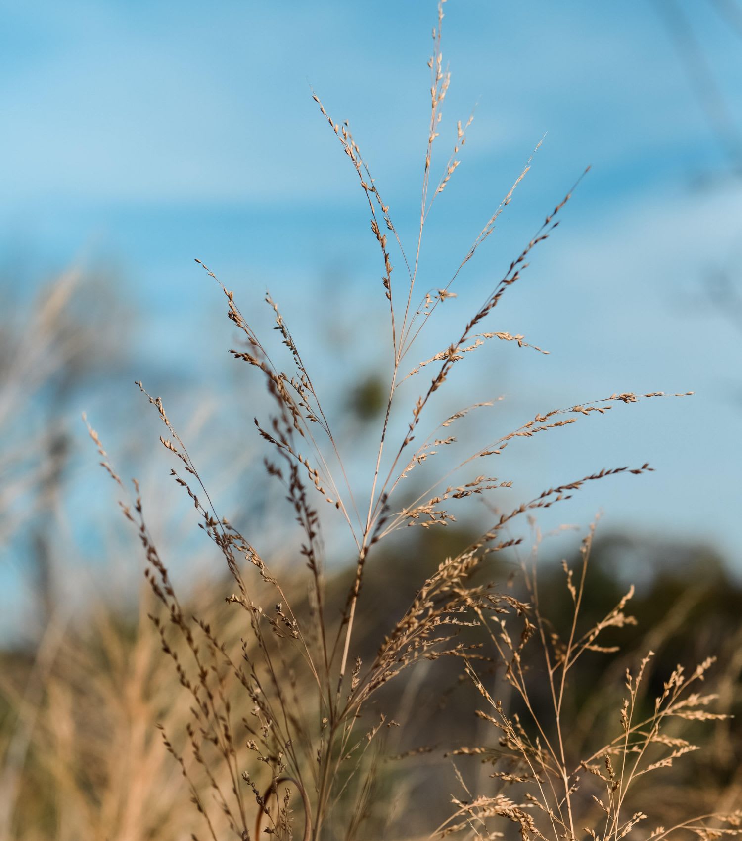 Sam Bartels | Real Realty Colorado LLC