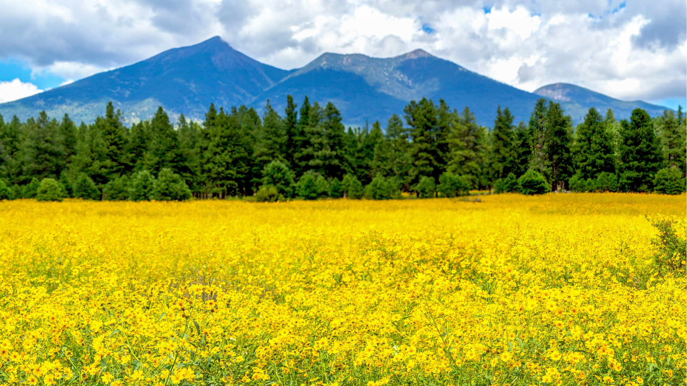 Flagstaff summer landscape