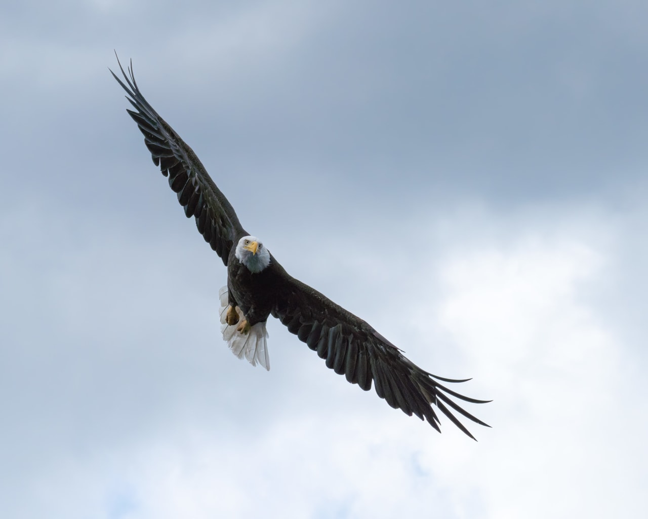 bald eagle freely soaring high in the blue sky