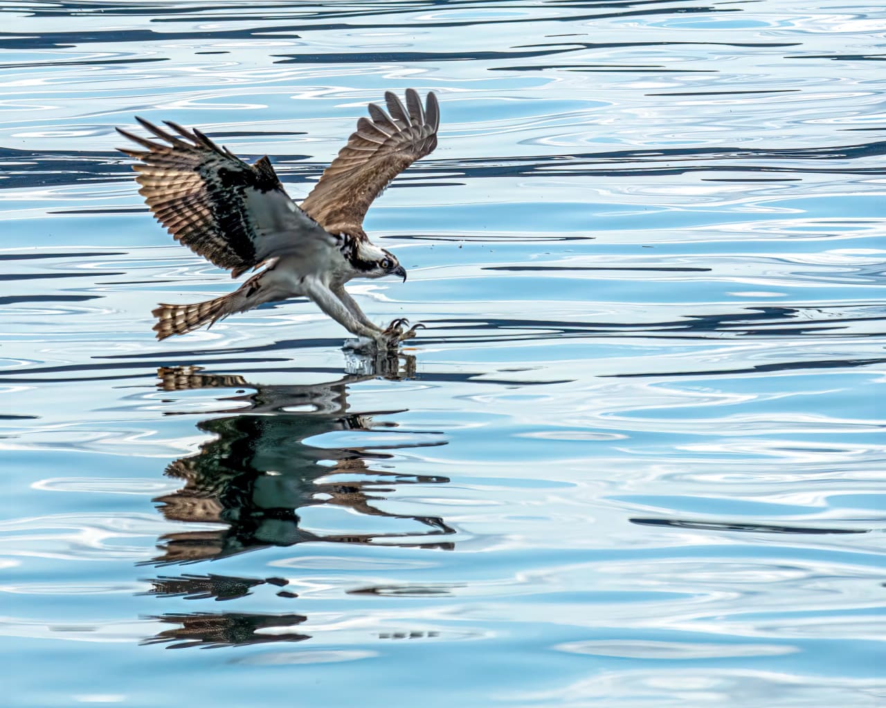 an eagle about to catch a fish on a lake