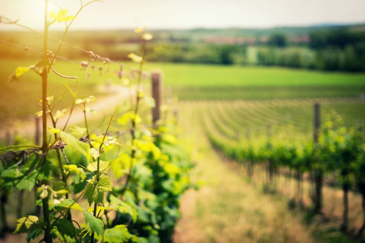 Close-up of grapevines in a sunlit vineyard with rows stretching into the distance.