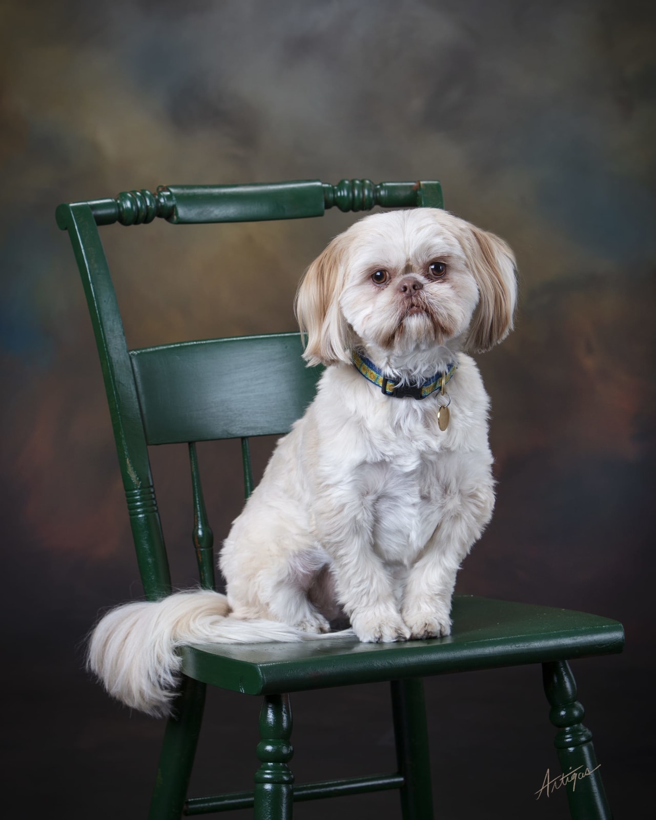 White dog sitting on a green wooden chair against a studio backdrop.