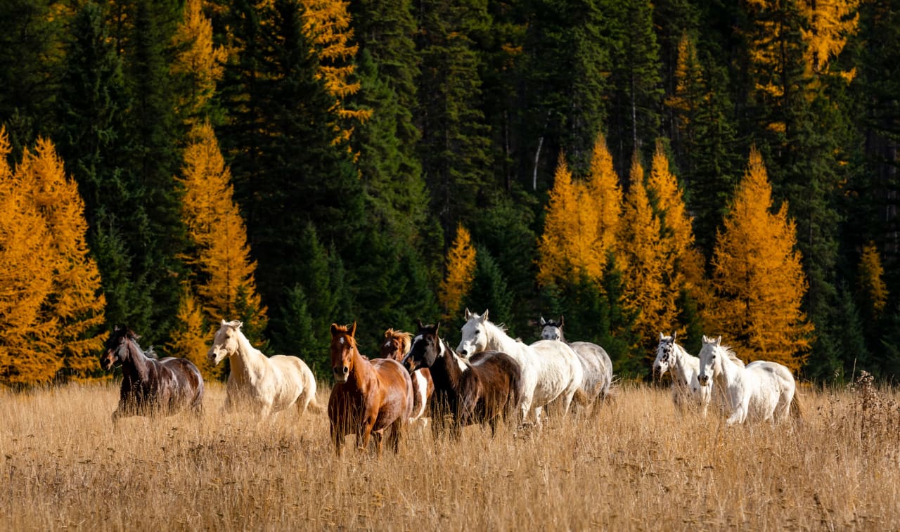 A herd of horses in a field is running freely. Their coats are various colors, and their manes and tails flow in the wind.