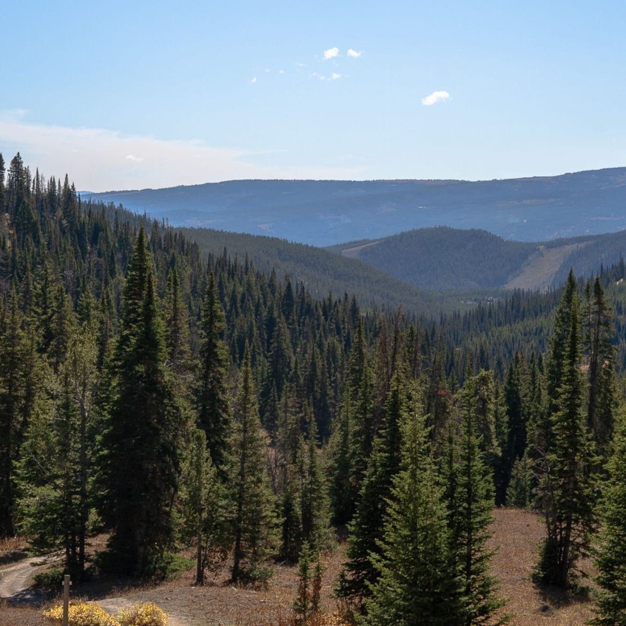 A valley filled with tall green trees.