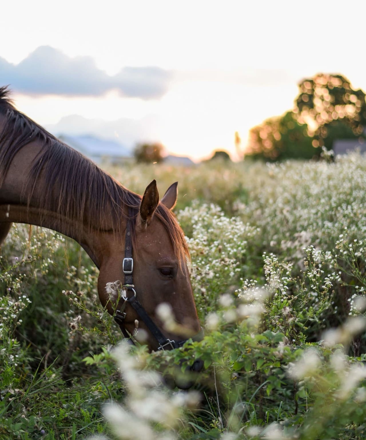 A brown horse grazes in a field of white flowers at sunset.