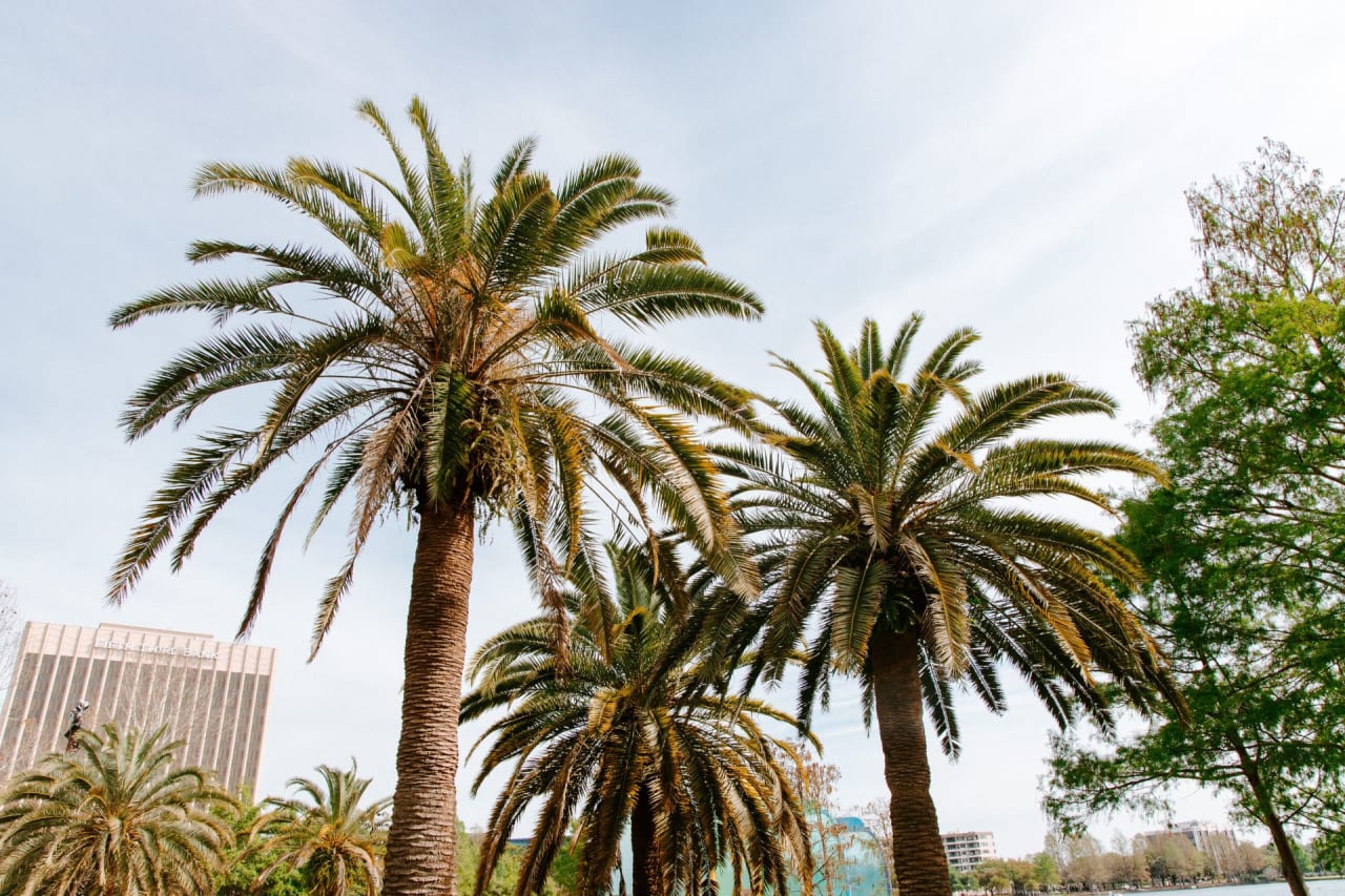 Palm trees of different heights stand beside a white building