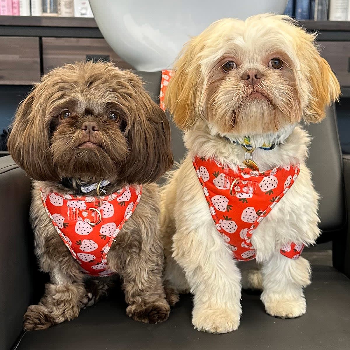 Two small dogs in red strawberry-patterned harnesses sitting side by side.