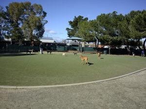 Los Gatos Creek Dog Park