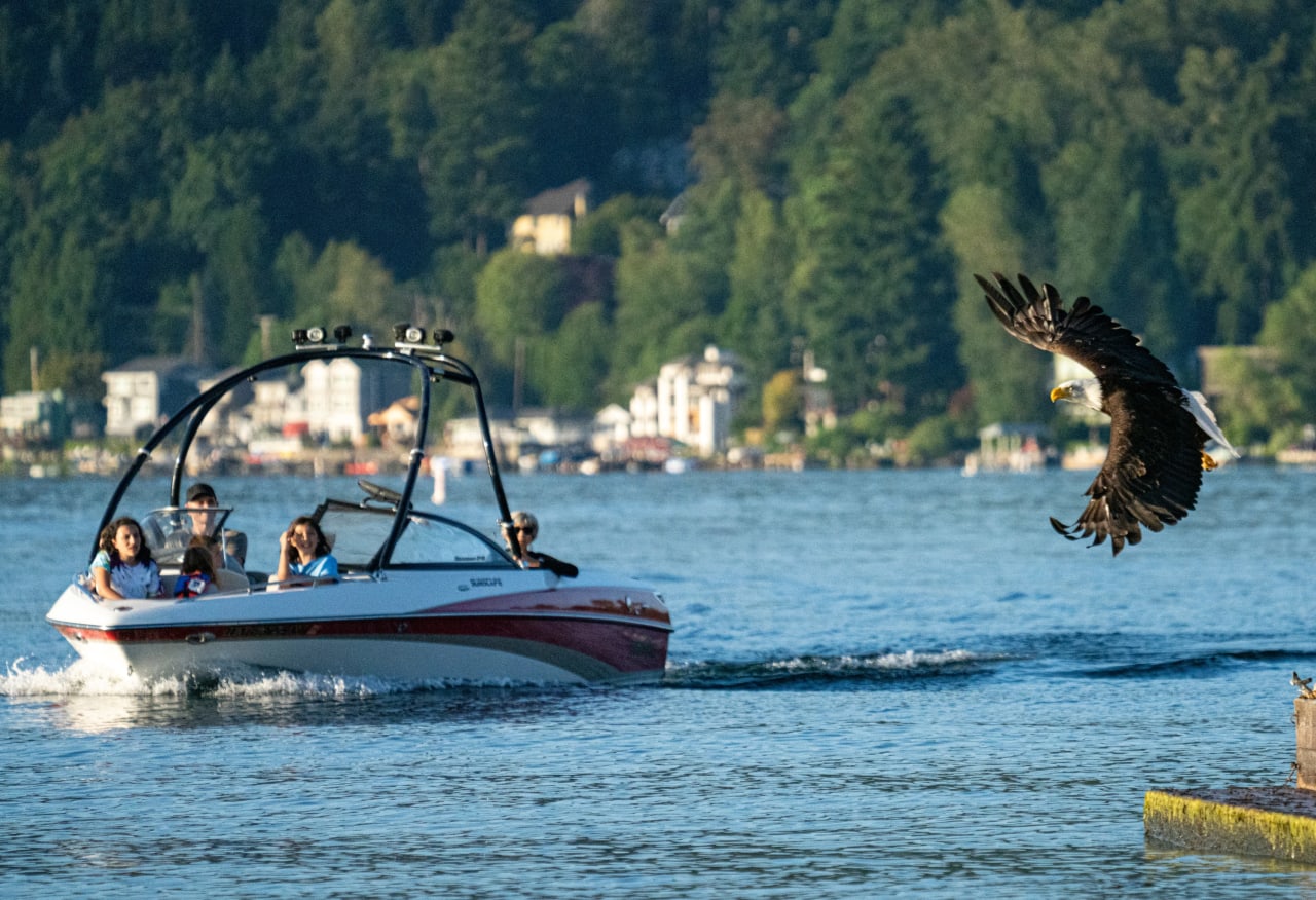 people riding on a speed boat with a bald eagle flying near the shore