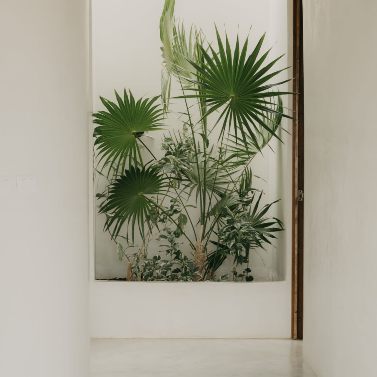 A palm tree in a bright and empty hallway