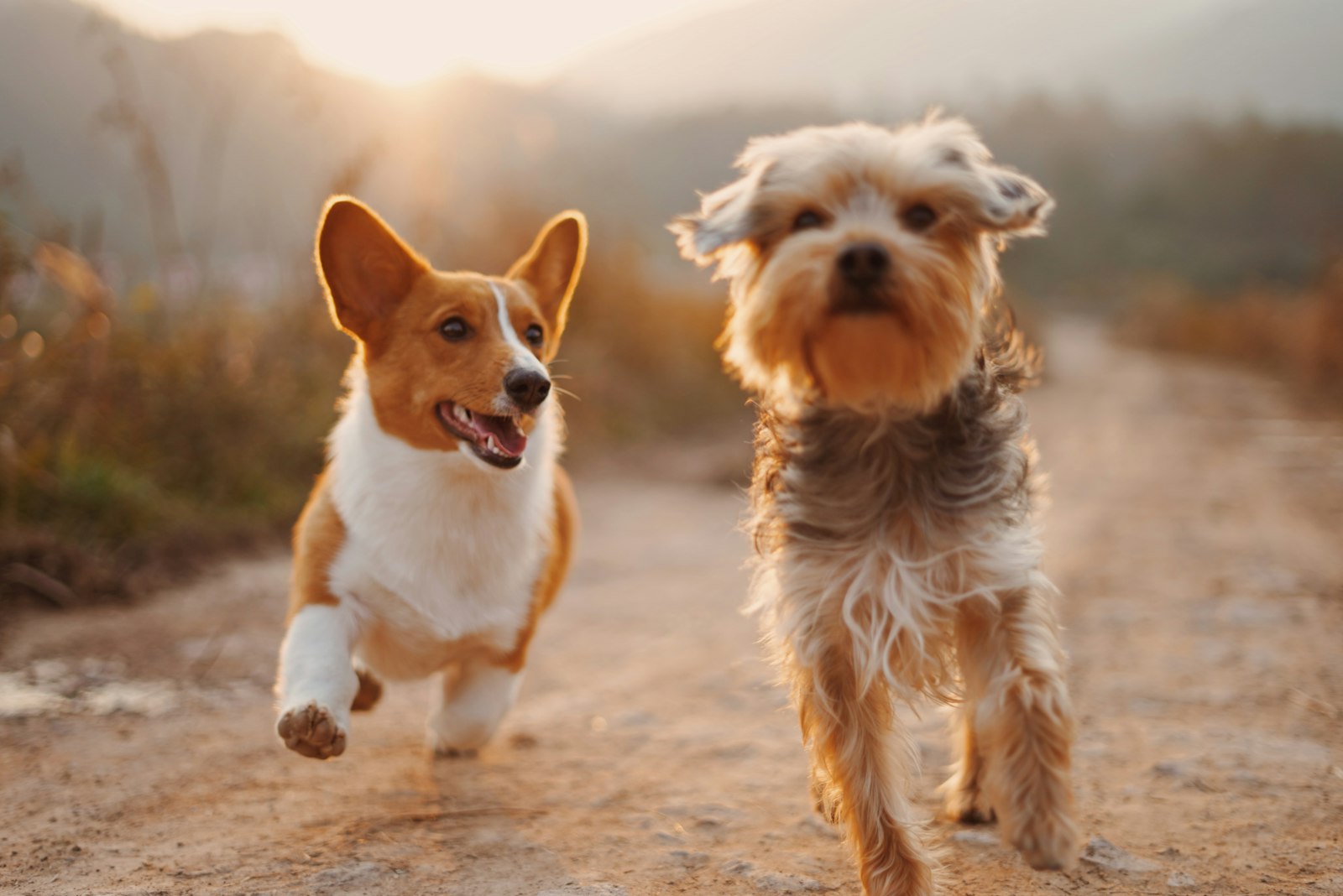 Two dogs out for a walk on leash