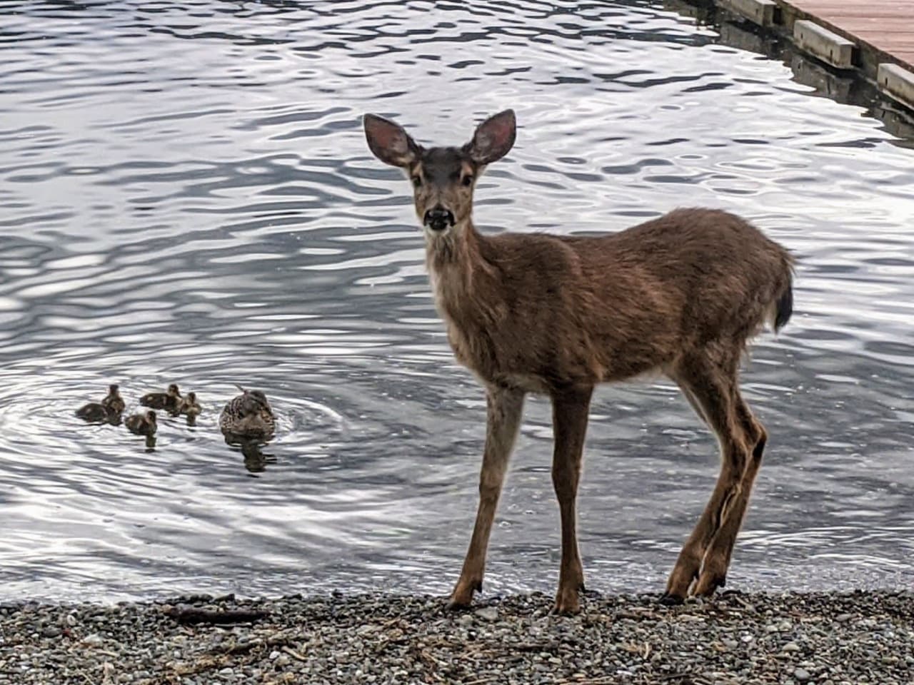 A peaceful scene of a deer and ducklings at a lake