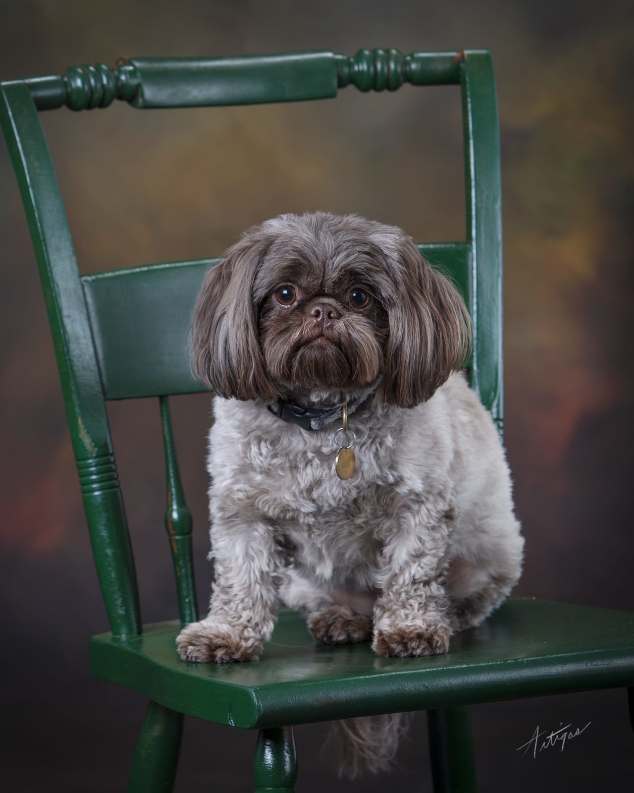 Brown dog sitting on a green wooden chair against a studio backdrop.