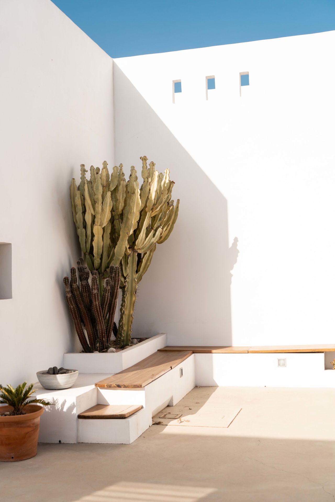 A large cactus growing in front of a white building.