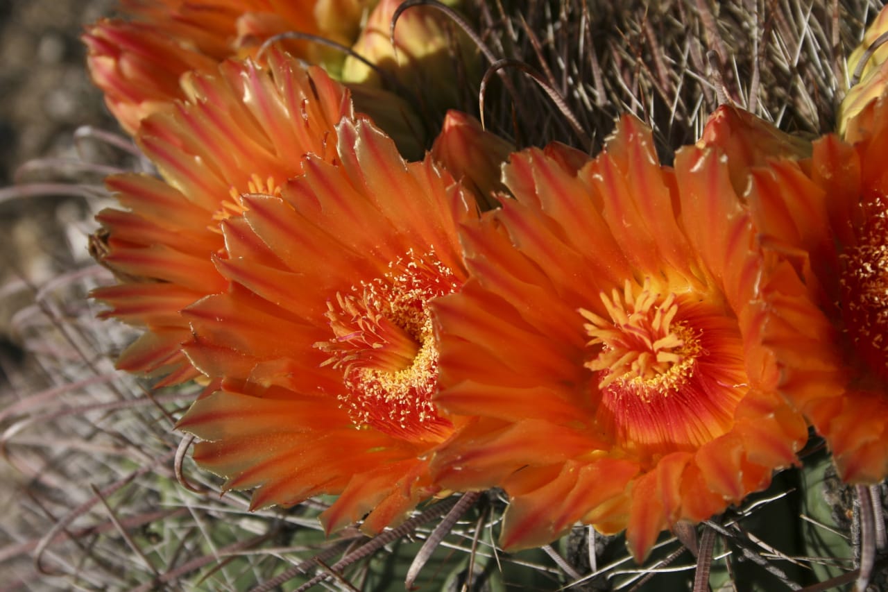 Orange red desert flower on cactus