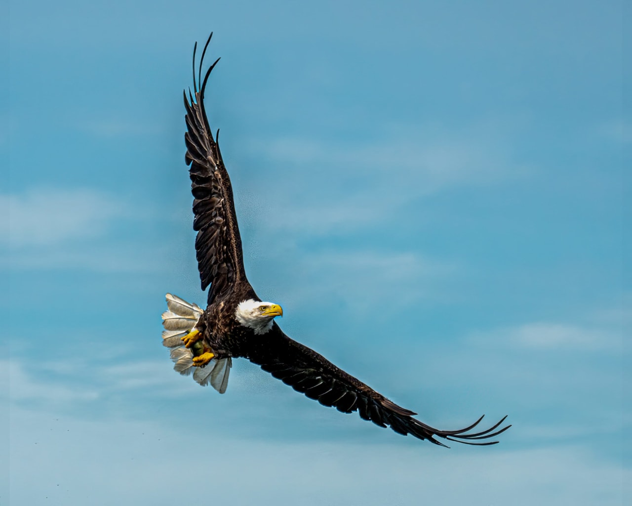 A bald eagle soaring through a clear blue sky