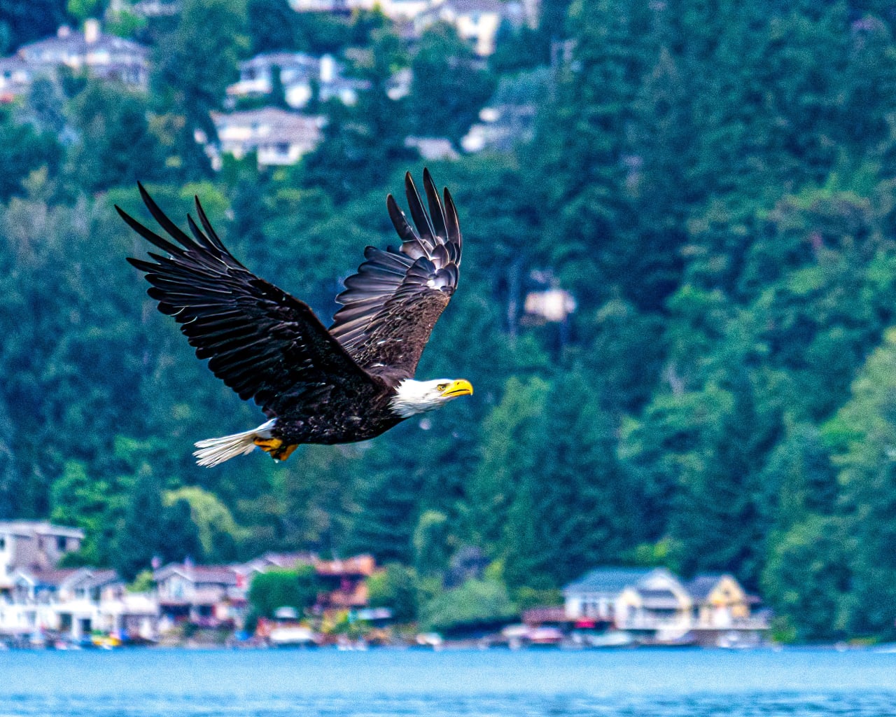 A bald eagle flying over a lake