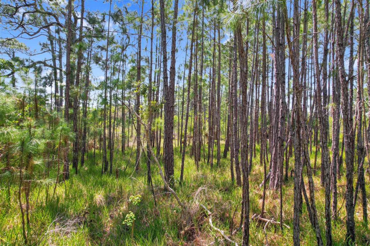 A ground-level view of a forested area with tall trees and grassy underbrush.