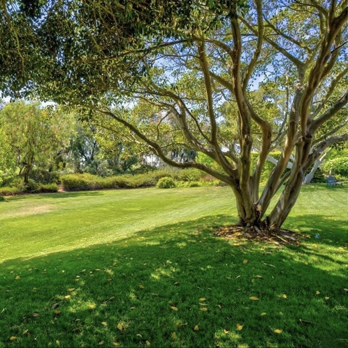Mature Landscaping
